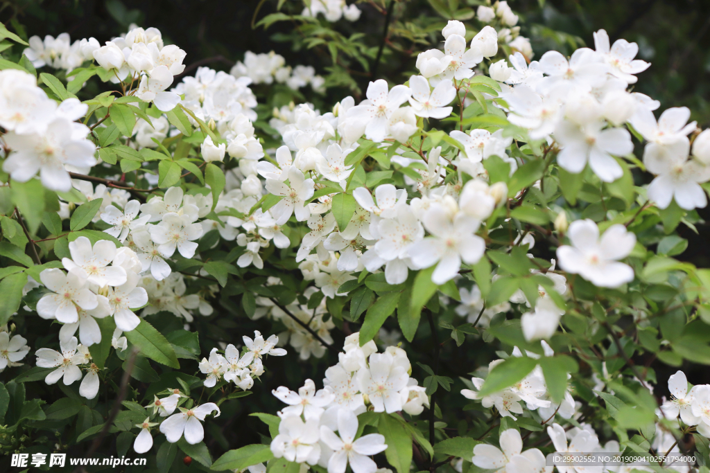 木香花