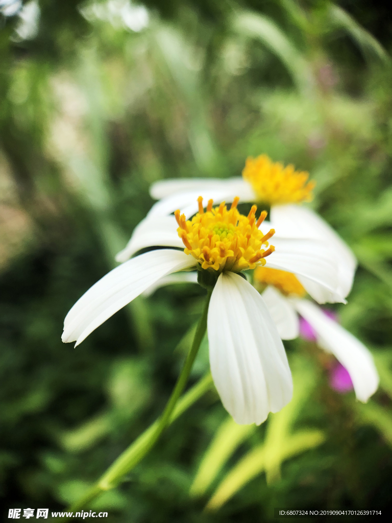 小白花