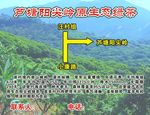 芦塘阳尖岭原生态绿茶
