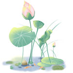 荷花png