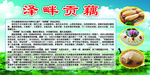 莲藕
