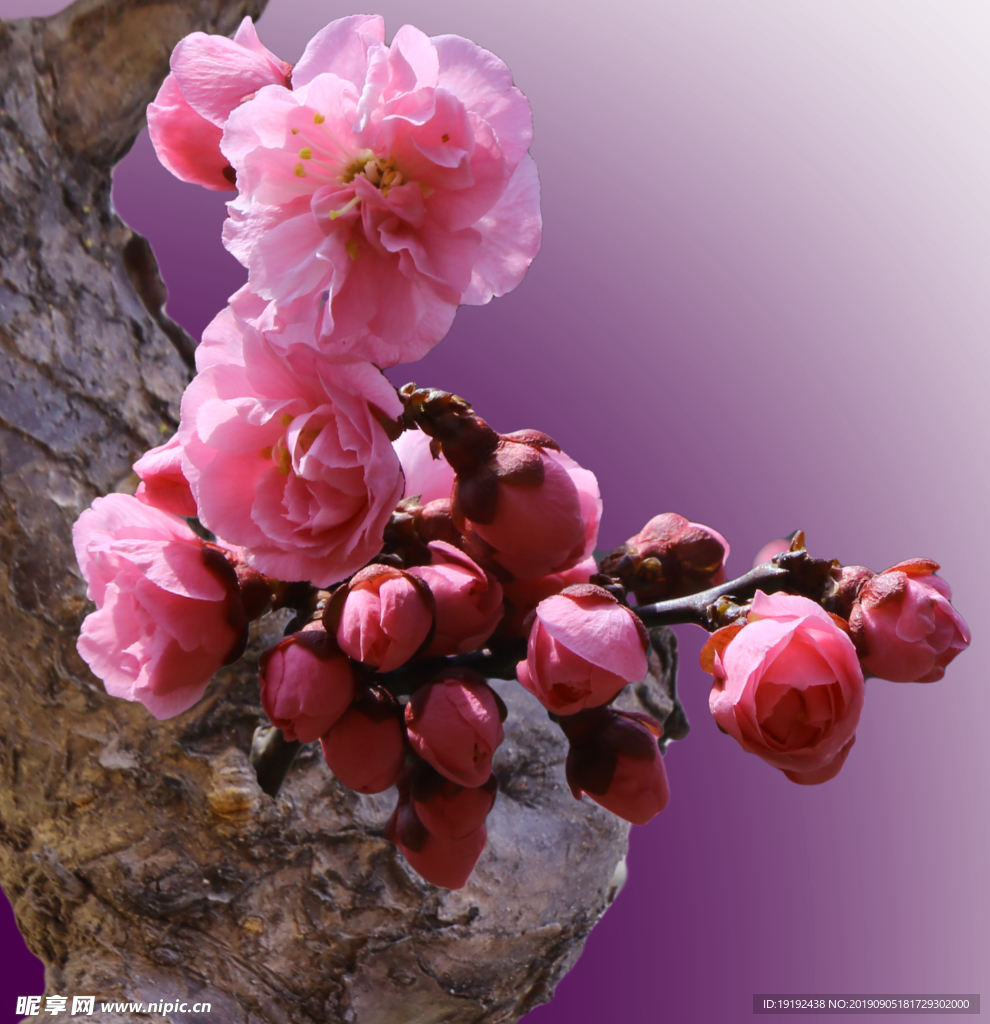 碧桃花儿