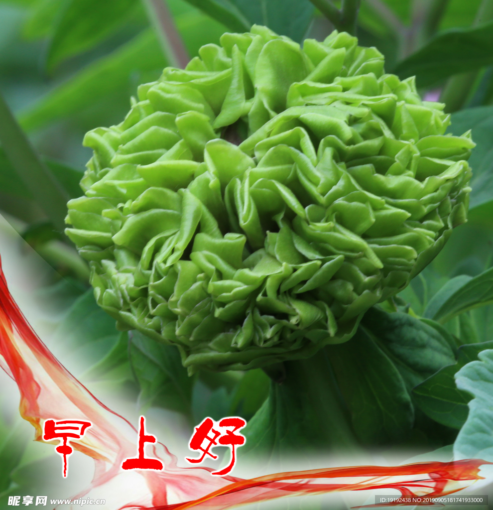 牡丹花
