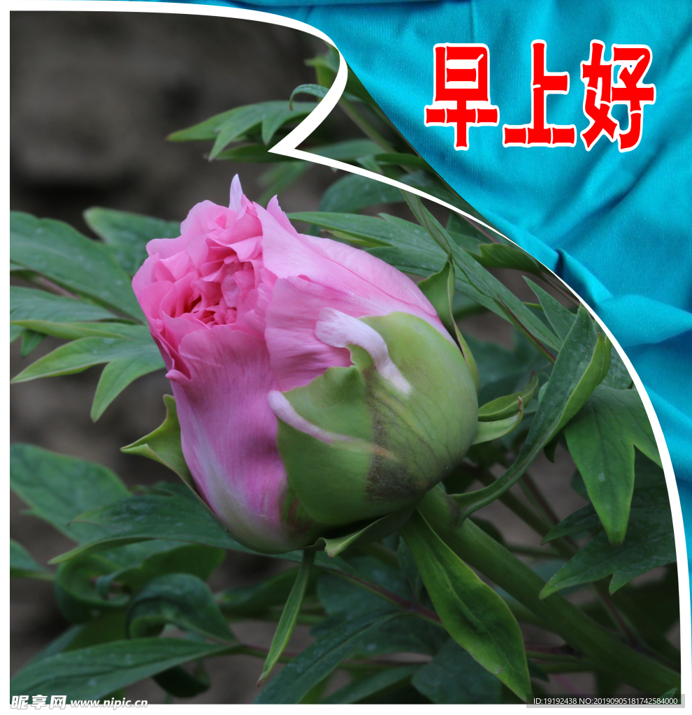 牡丹花