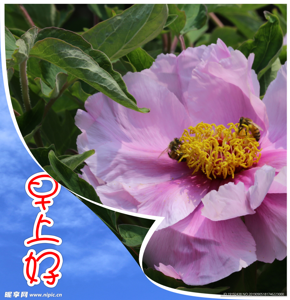 牡丹花