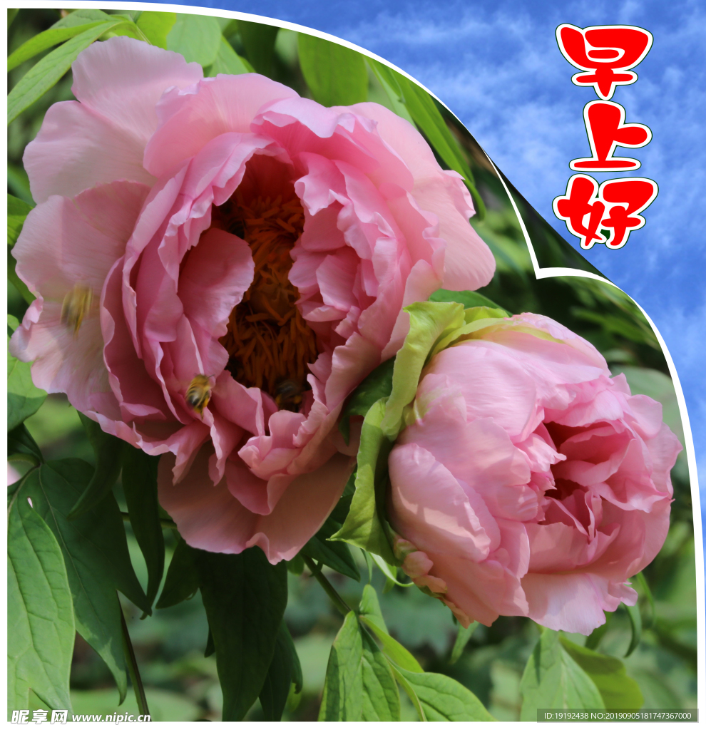 牡丹花