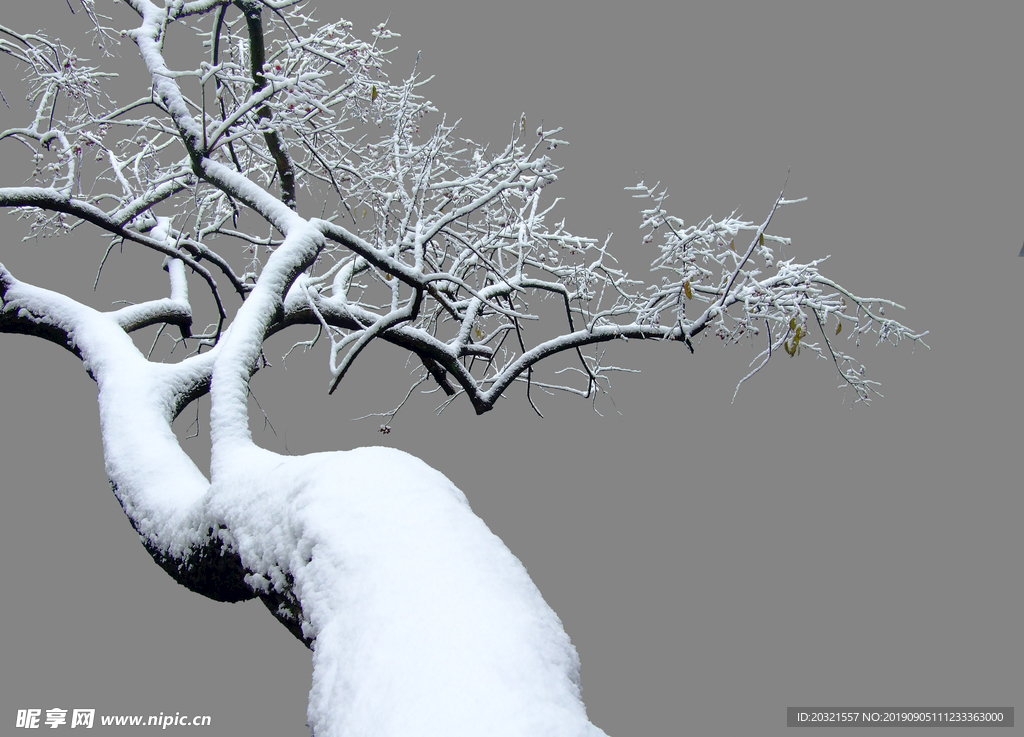 雪树抠图1