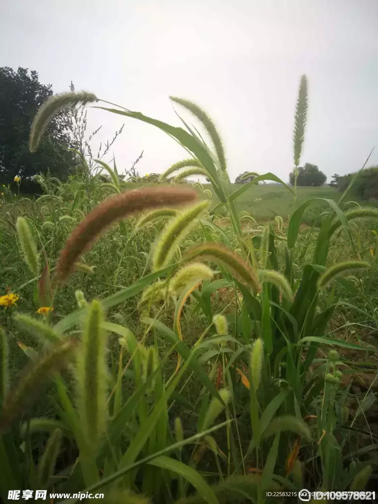 狗尾巴草