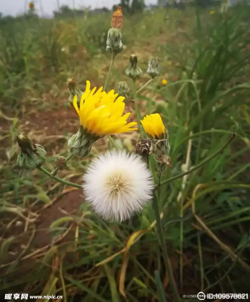 黄花