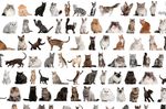百猫图