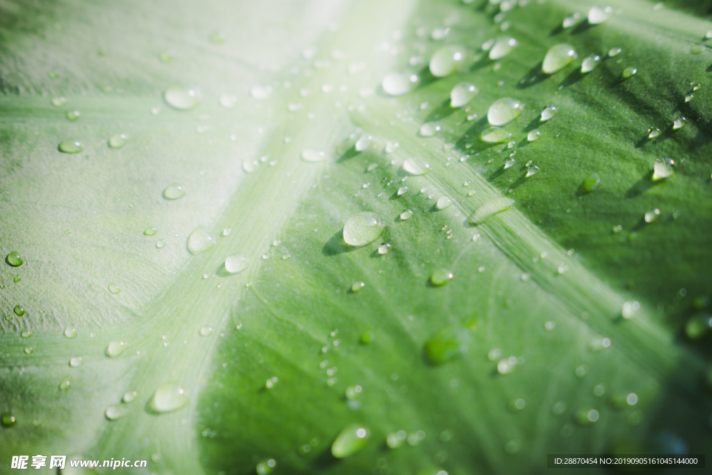 在大绿色叶子的雨珠