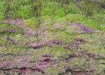 苔藓树皮背景