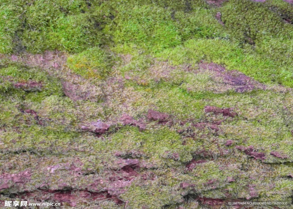 苔藓树皮背景