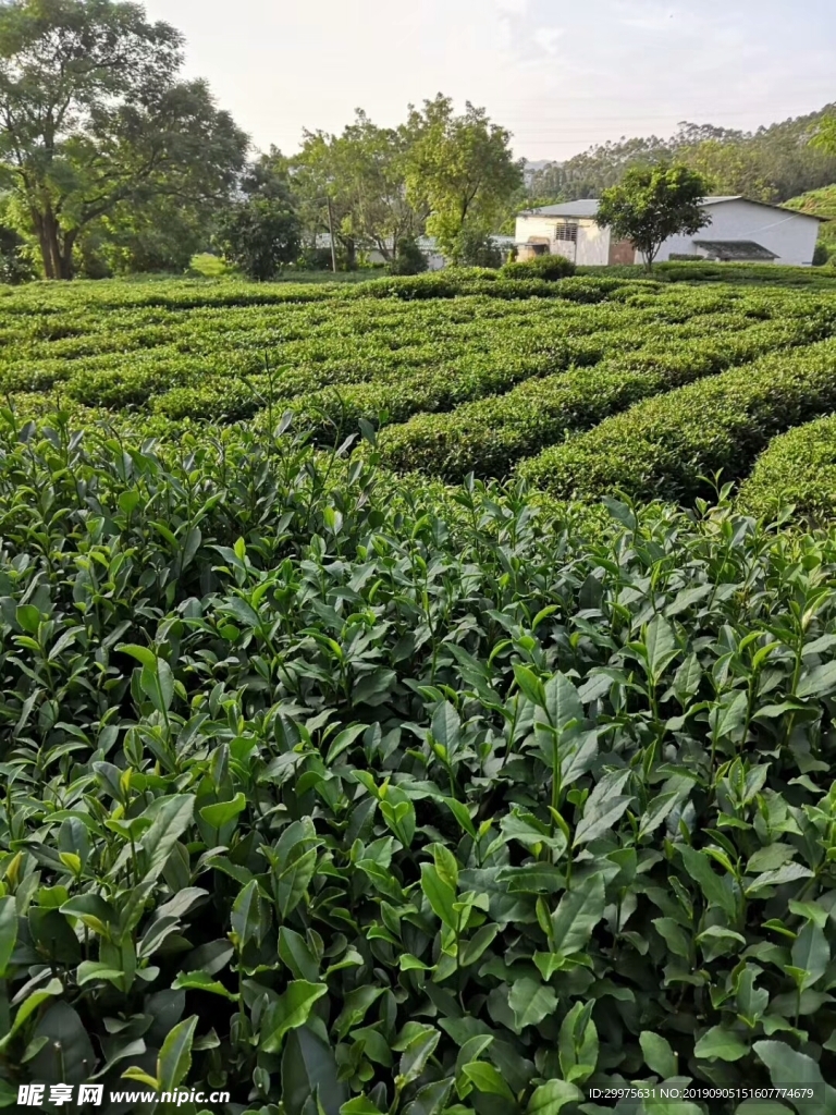 茶叶植被
