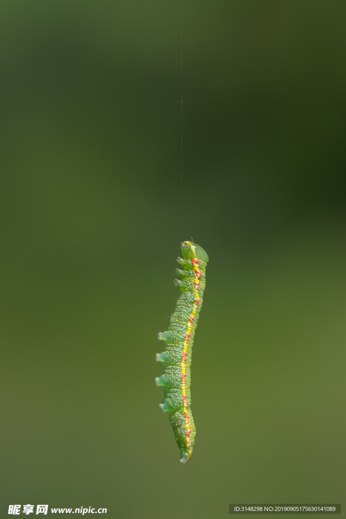 青虫
