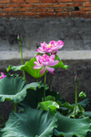 莲花池