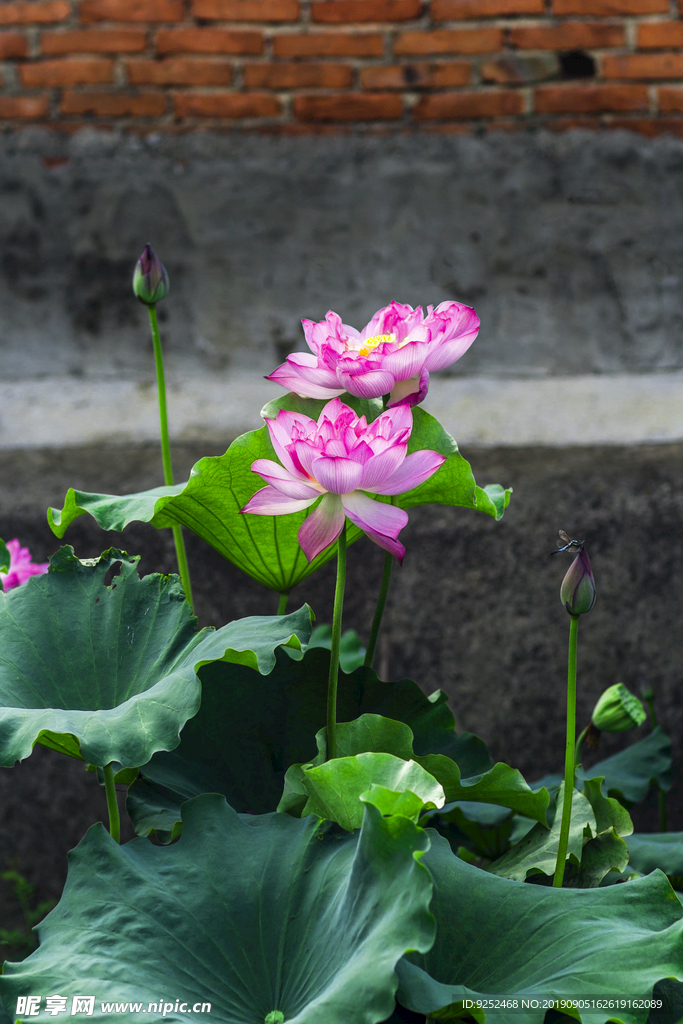 莲花池