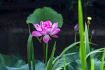 莲花