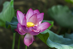 红色莲花