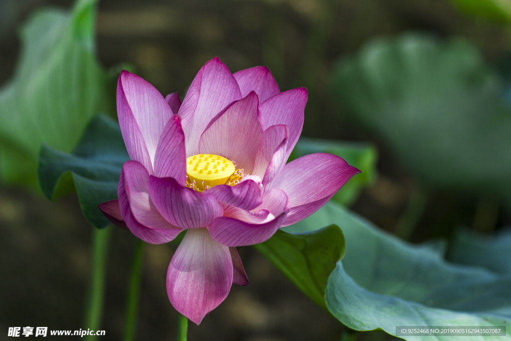 红色莲花