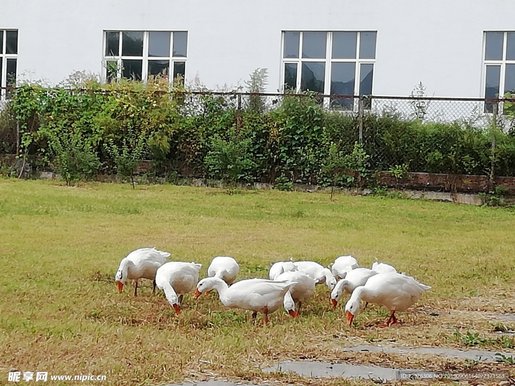 院子里的鹅