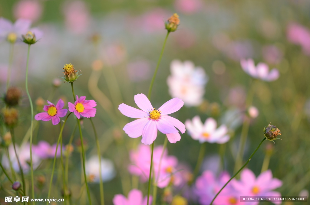 桑格花