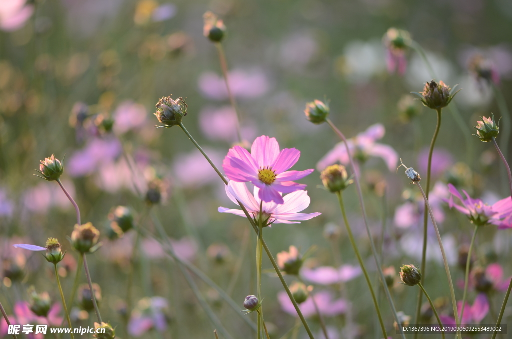 桑格花