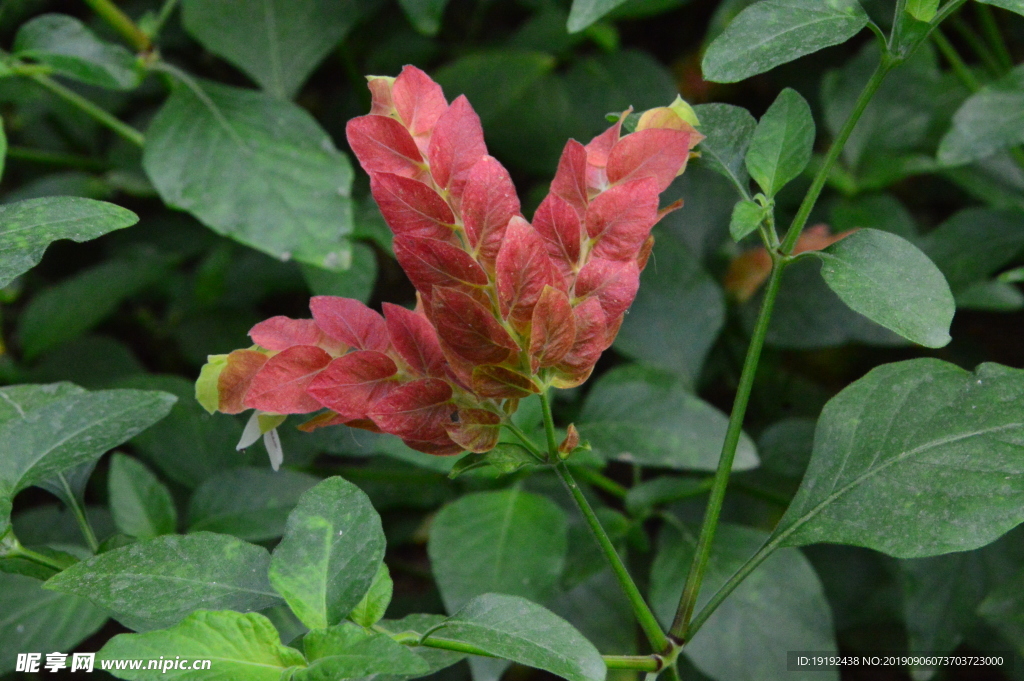 虾衣花