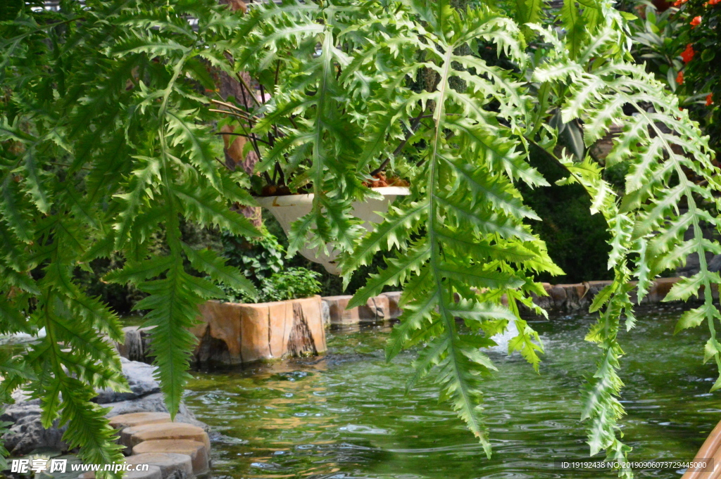 观叶植物