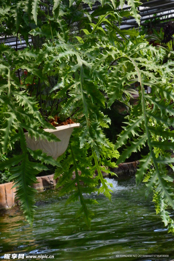 观叶植物