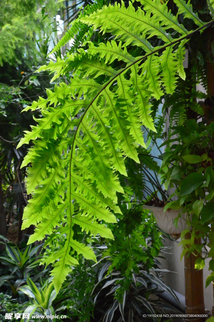 观叶植物