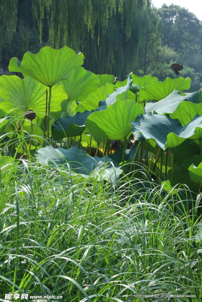 陶然亭风景