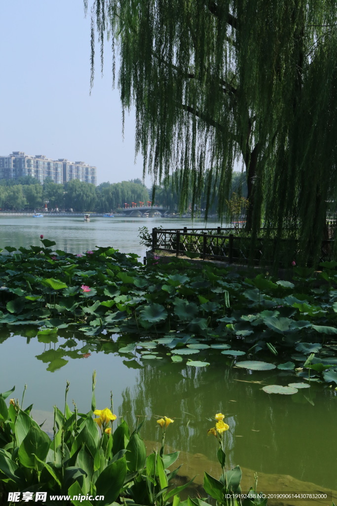 陶然亭风景