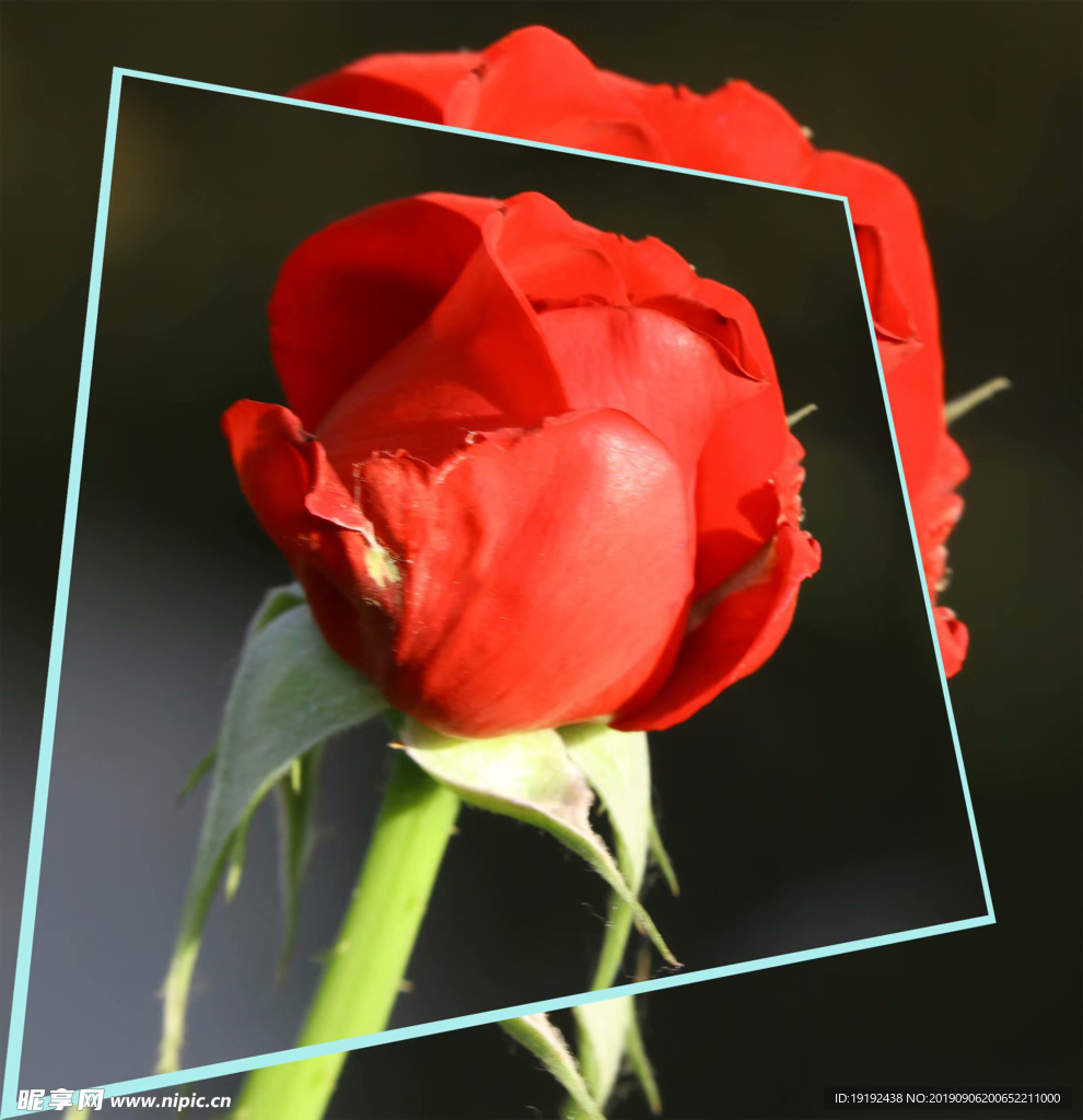 月季花