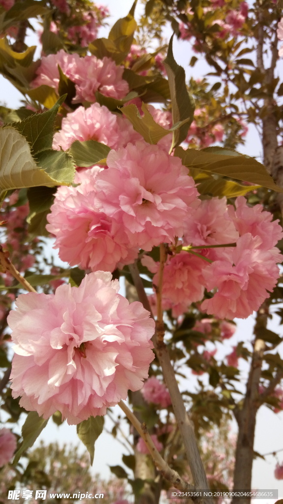 樱花 花