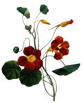 花