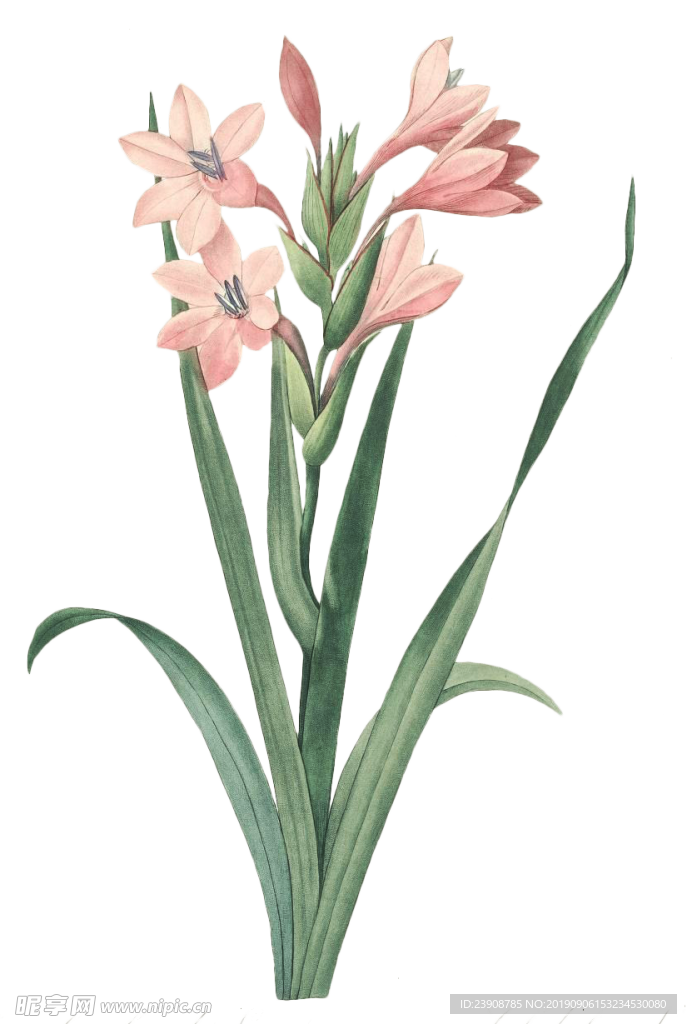 花