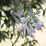 花卉