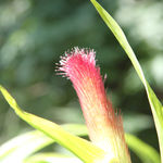 花卉