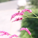 花卉