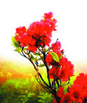 杜鹃花