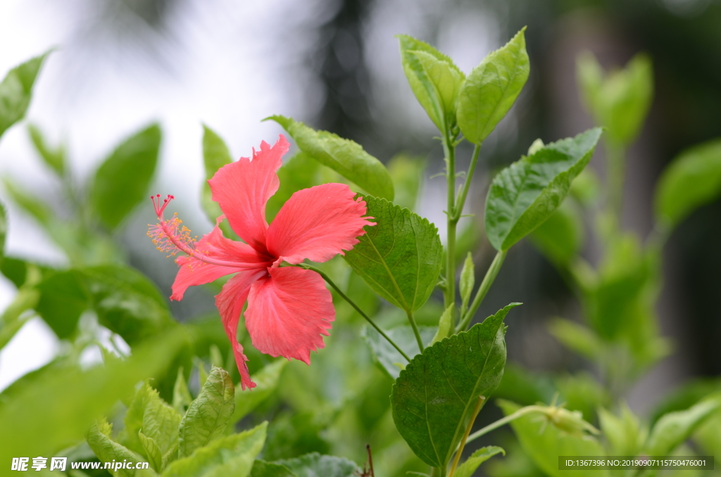 朱槿花