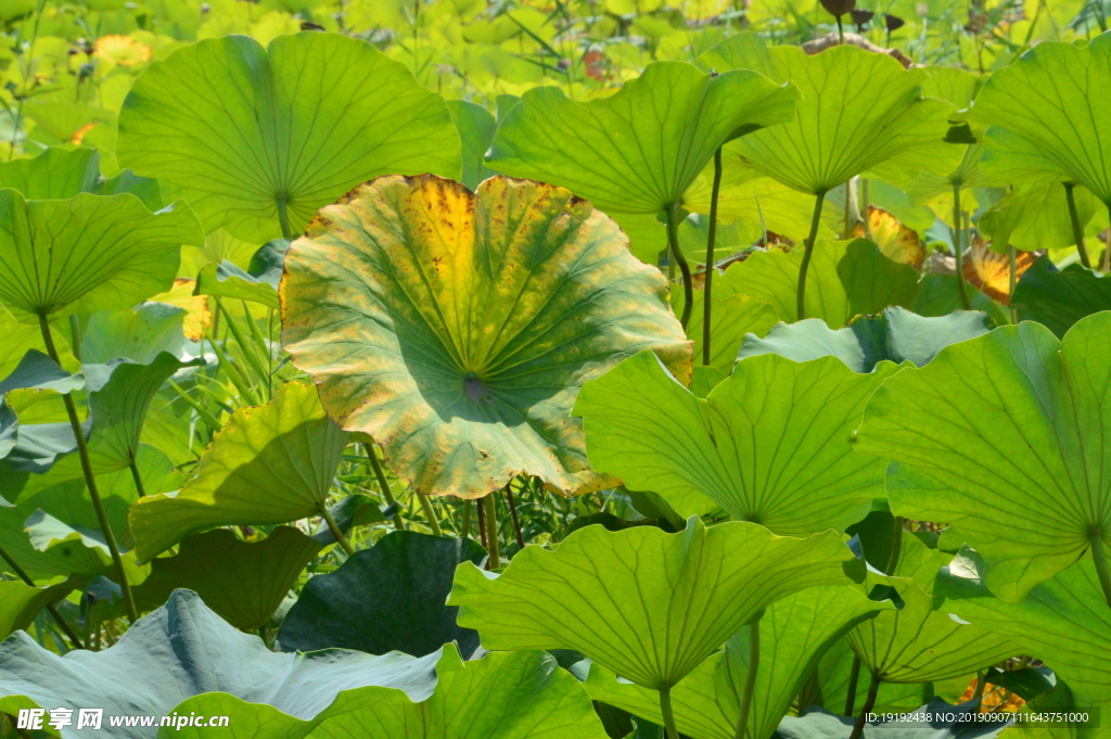 荷塘莲叶荷叶