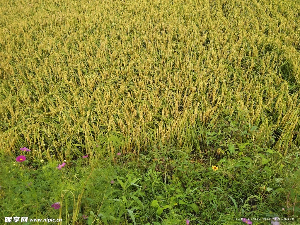 稻田
