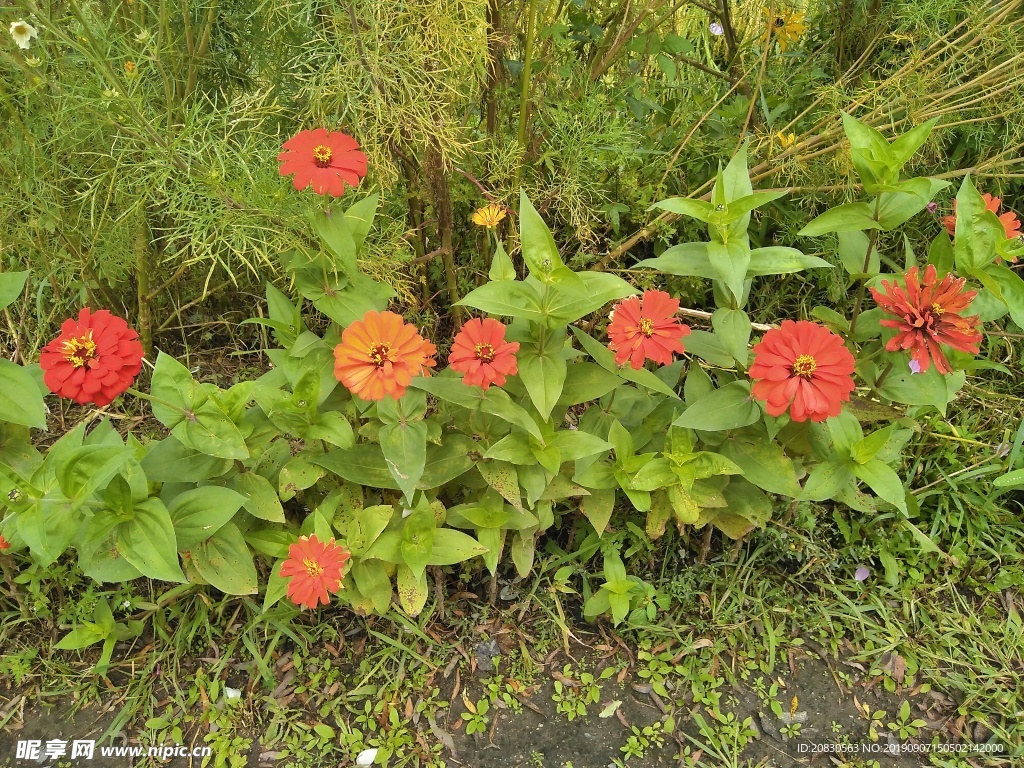 鲜花