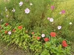 鲜花