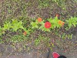 鲜花