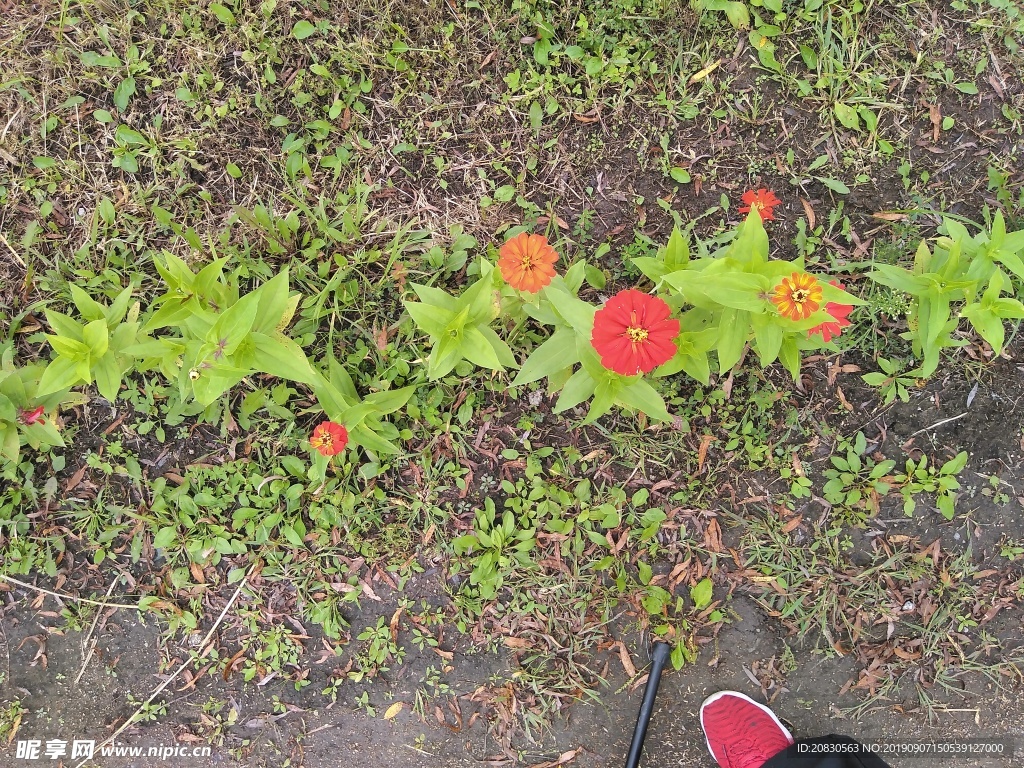 鲜花