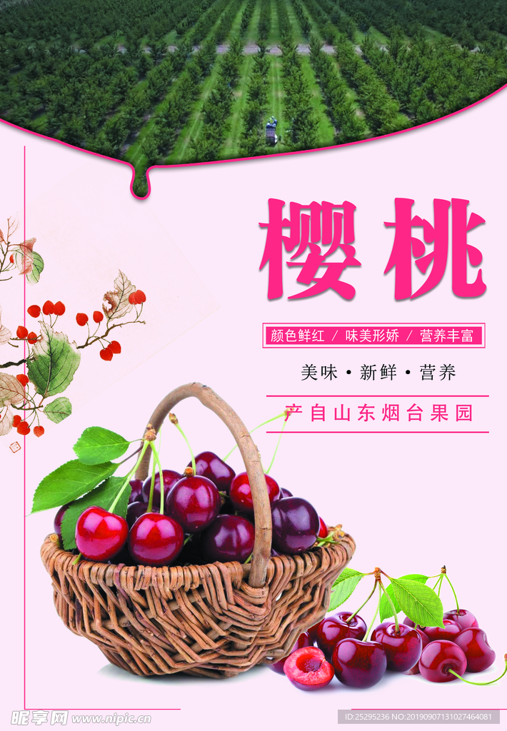 樱桃