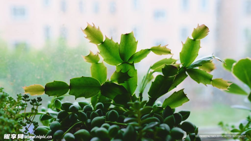 常绿植物 绿化 植物